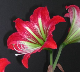 آماریلیس قرمز